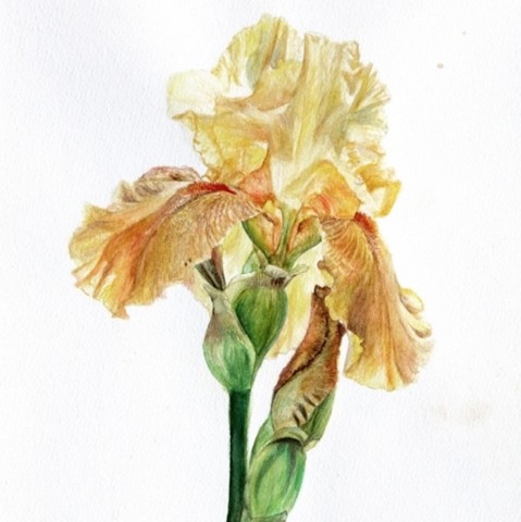  Yellow iris botanical watercolor by Laurence Saunois, wildlife artist