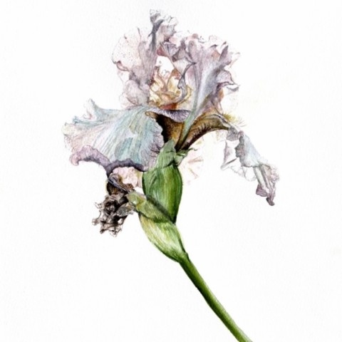  Purple iris botanical watercolor by Laurence Saunois, wildlife artist