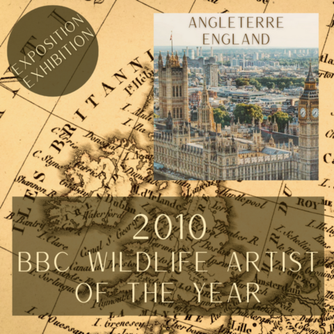 BBC Wildlife Artist of the year - Laurence Saunois, artiste peintre animalier