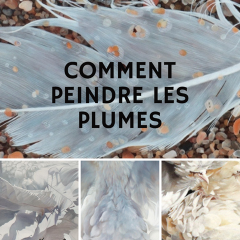 Comment peindre les plumes par l'artiste Laurence Saunois