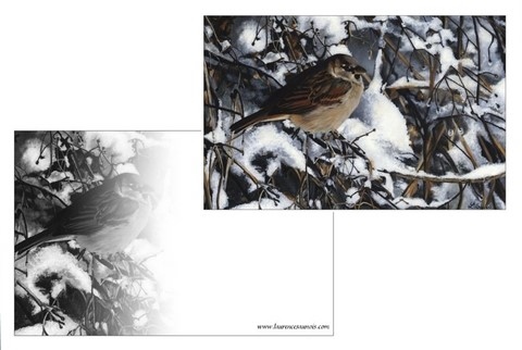 Carte Postale - Peinture d'oiseau par Laurence Saunois, artiste peintre animalier