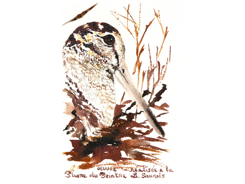 Woodcock drawn with a woodcock's feather by Laurence Saunois, animal artist (pp47)