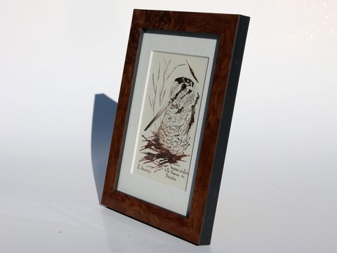 Woodcock drawn with a woodcock's feather by Laurence Saunois, animal artist - frame. (pp49)