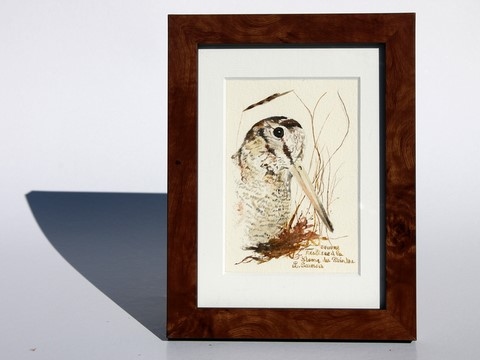 Woodcock drawn with a woodcock's feather by Laurence Saunois, animal artist - framed (pp40)