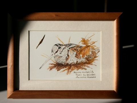 Dessin de bécasse encadré, réalisée à la plume du peintre par Laurence Saunois, peintre animalier