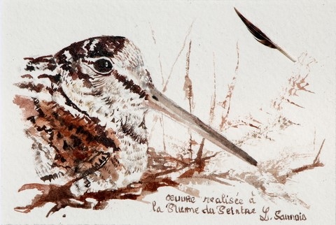 Woodcock drawing done with a woodcock feather by Laurence Saunois, animal artist.