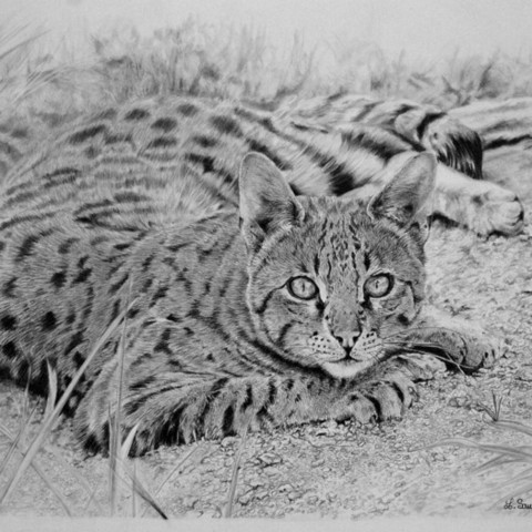 Drawing of an Ocicat cat in graphite pencil by the wildlife painter Laurence Saunois