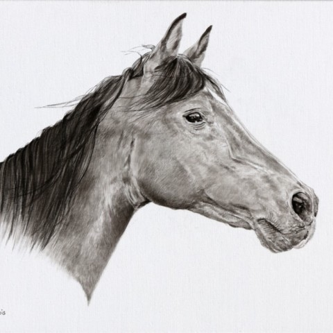 Equestrian drawing of a thoroughbred portrait in India ink on canvas by Laurence Saunois, wildlife artist