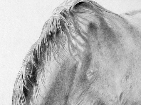 Dessin de chevaux au pré (détails) : Laurence Saunois, Peintre animalier