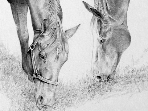 Drawing of horses (details) in the meadow : Laurence Saunois, Animal artist