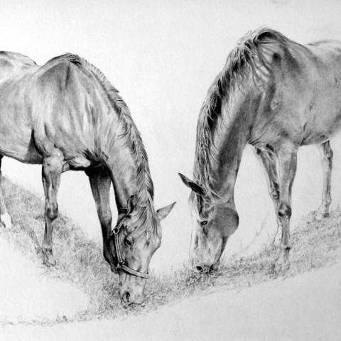 Drawing of two horses eating grass - Artist Laurence Saunois