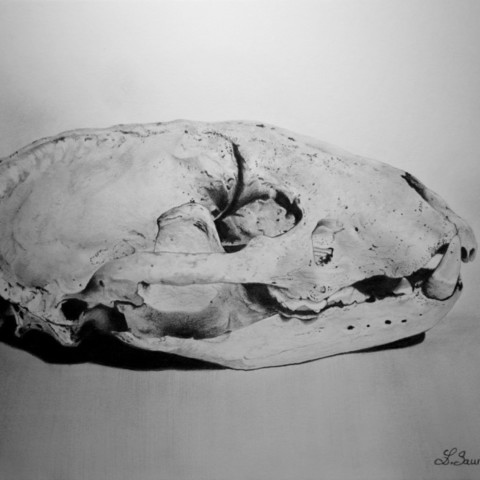 Drawing of a badger skull in graphite pencils by Laurence Saunois, wildlife artist