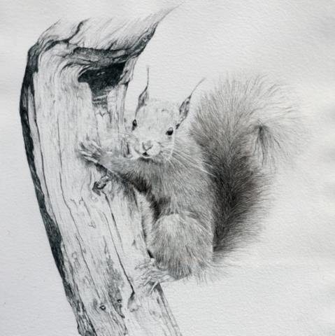  Drawing of a squirrel clinging to a branch by Laurence Saunois, wildlife artist