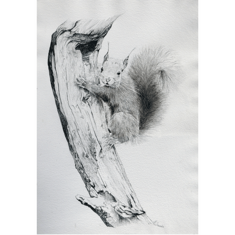 Dessin d'écureuil par Laurence Saunois, artiste animalier