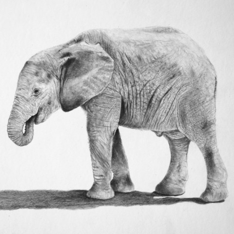  Drawing of a baby elephant in graphite pencil by Laurence Saunois, wildlife artist