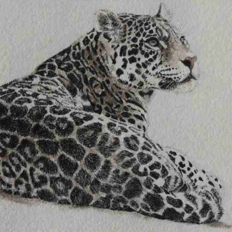 Drawing of a lying jaguar in India ink - laurence Saunois artist