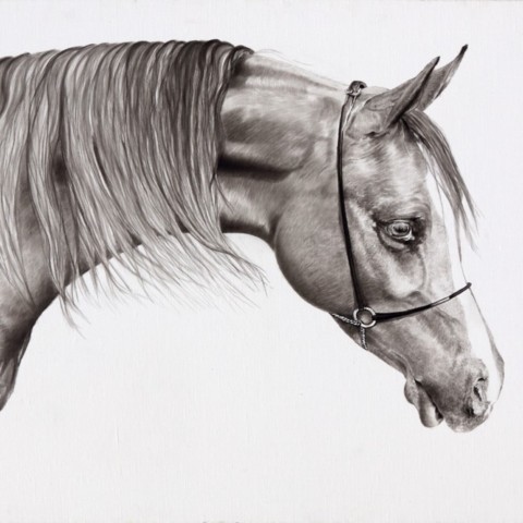 Equestrian drawing of a thoroughbred portrait in India ink on canvas by Laurence Saunois, wildlife artist