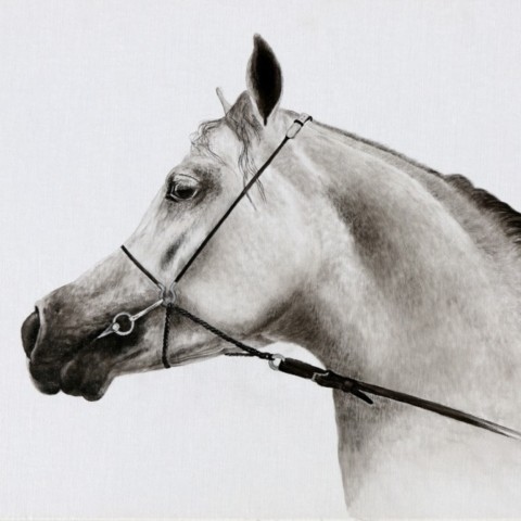 Drawing of an Arabian Thoroughbred portrait made in India ink on canvas