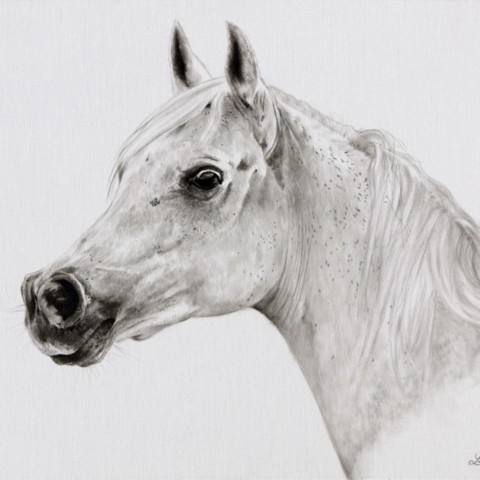 Equestrian drawing of a thoroughbred portrait in India ink on canvas by Laurence Saunois, wildlife artist