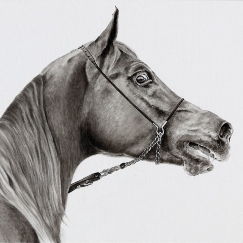  Head study of an Arabian Thoroughbred in India ink on canvas by Laurence Saunois, wildlife painter