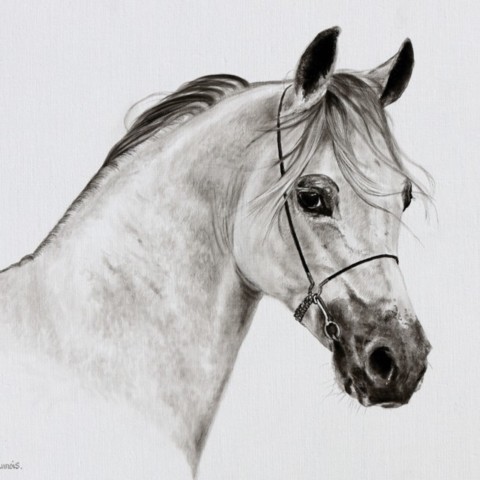 Equestrian drawing of a thoroughbred portrait in India ink on canvas by Laurence Saunois, wildlife artist