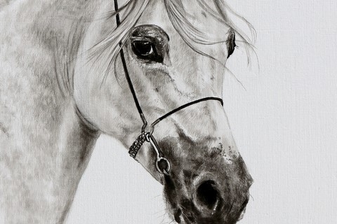 Drawing of horse (details) by Laurence Saunois, animal artist