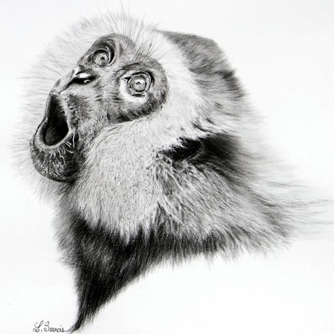  “Charcoal drawing of a gibbon – wildlife artist Laurence Saunois