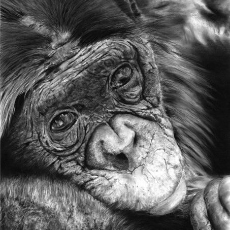  Charcoal portrait drawing of a chimpanzee by wildlife artist Laurence Saunois