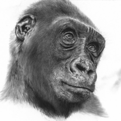  Charcoal portrait drawing of a gorilla with a beautiful, thoughtful gaze – wildlife artist Laurence Saunois