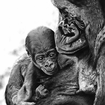  Charcoal drawing of a gorilla holding its baby in its arms – wildlife artist Laurence Saunois