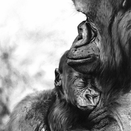  Charcoal drawing of a gorilla holding its sleeping baby in its arms – wildlife artist Laurence Saunois