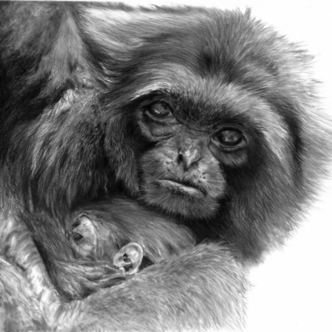 Charcoal drawing of a gibbon holding its baby in its arms – wildlife artist Laurence Saunois
