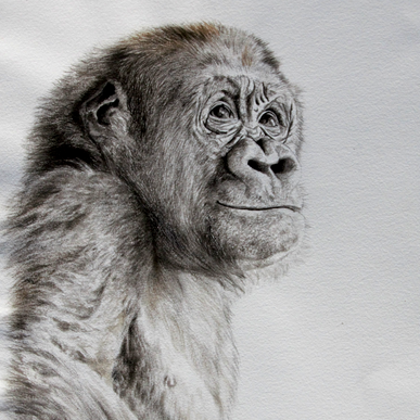  Ink drawing of a young gorilla – wildlife artist Laurence Saunois