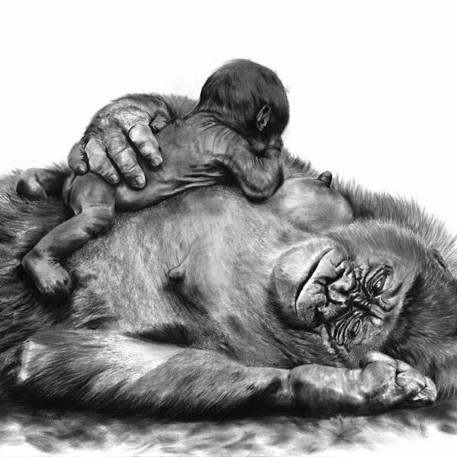  Charcoal drawing of a gorilla with its baby resting on its chest – wildlife artist Laurence Saunois 