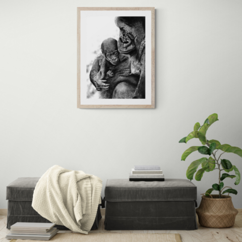  Charcoal artwork of a gorilla and its baby displayed in a living room above floor cushions – wildlife artist Laurence Saunois