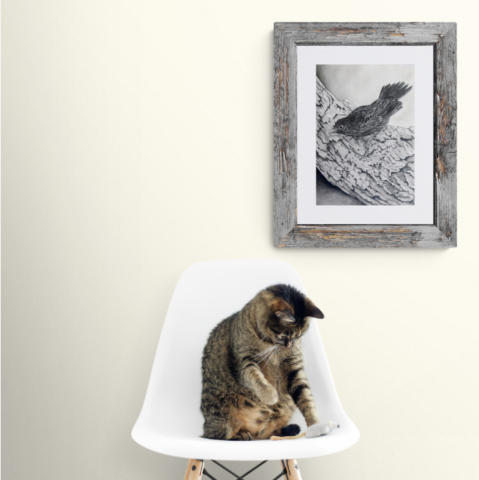 Drawing of a young blackbird in a setting with a cat by Laurence Saunois, wildlife artist