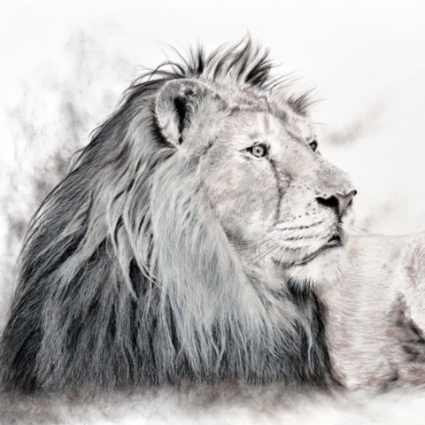 Drawing of a lying Asiatic lion by Laurence Saunois, wildlife painter