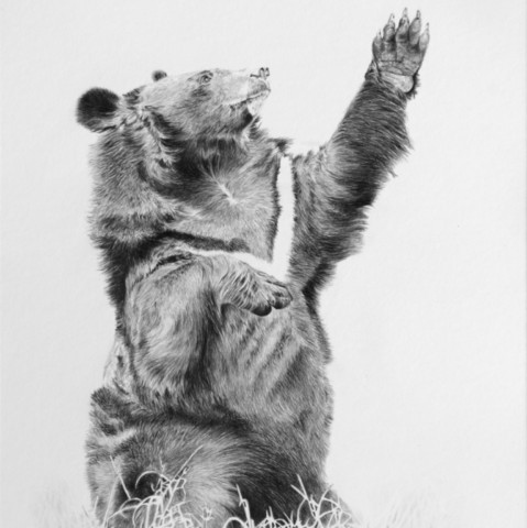 Drawing of a moon bear raising its paw by Laurence Saunois, wildlife artist