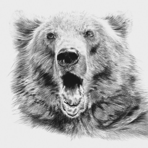 Drawing of a Pyrenean bear portrait by Laurence Saunois, wildlife artist