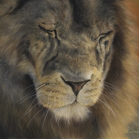 Close-up dry pastel drawing of a lion portrait by wildlife artist Laurence Saunois