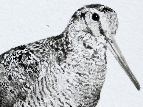 Woodcock drawing made with woodcock feather by Laurence Saunois (details)