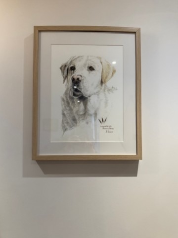 Drawing of a Labrador Retriever framed on the wall