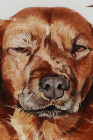 Dessin à la plume du peintre d'un portrait de chien par la peintre animalier Laurence Saunois (détails)
