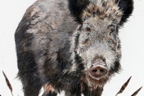 Artist-feather drawing of a wild boar and woodcocks by wildlife artist Laurence Saunois - details
