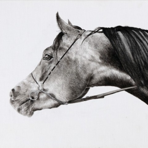 Drawing of an Arabian Thoroughbred portrait made in India ink on canvas
