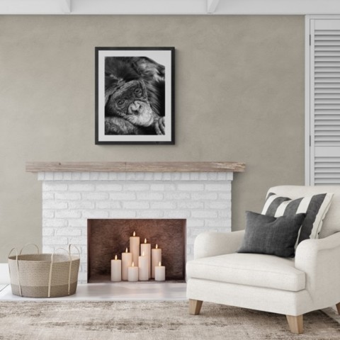  Charcoal drawing of a chimpanzee displayed in a living room above a fireplace – wildlife artist Laurence Saunois