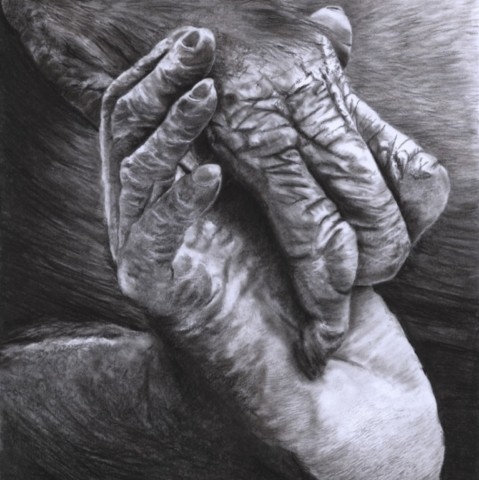  Charcoal drawing of a bonobo foot and hand – wildlife artist Laurence Saunois