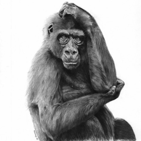 “Charcoal portrait drawing of a young gorilla – wildlife artist Laurence Saunois”
