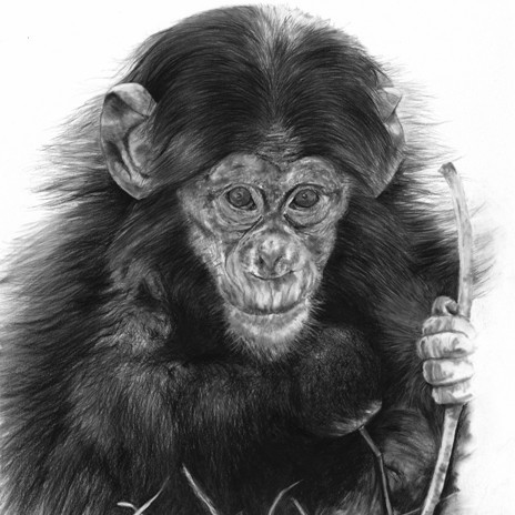  Charcoal drawing of a young chimpanzee holding a stick – wildlife artist Laurence Saunois