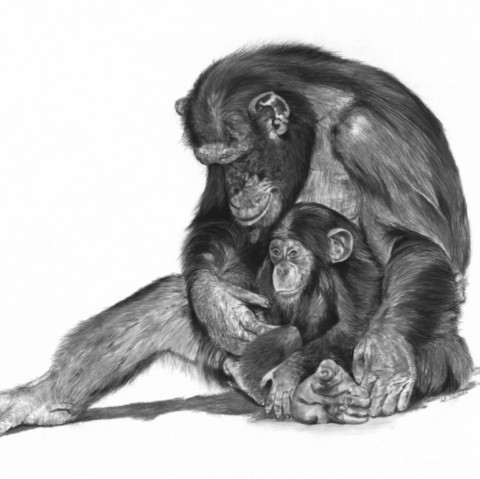  Charcoal drawing of a mother chimpanzee with her baby – wildlife artist Laurence Saunois